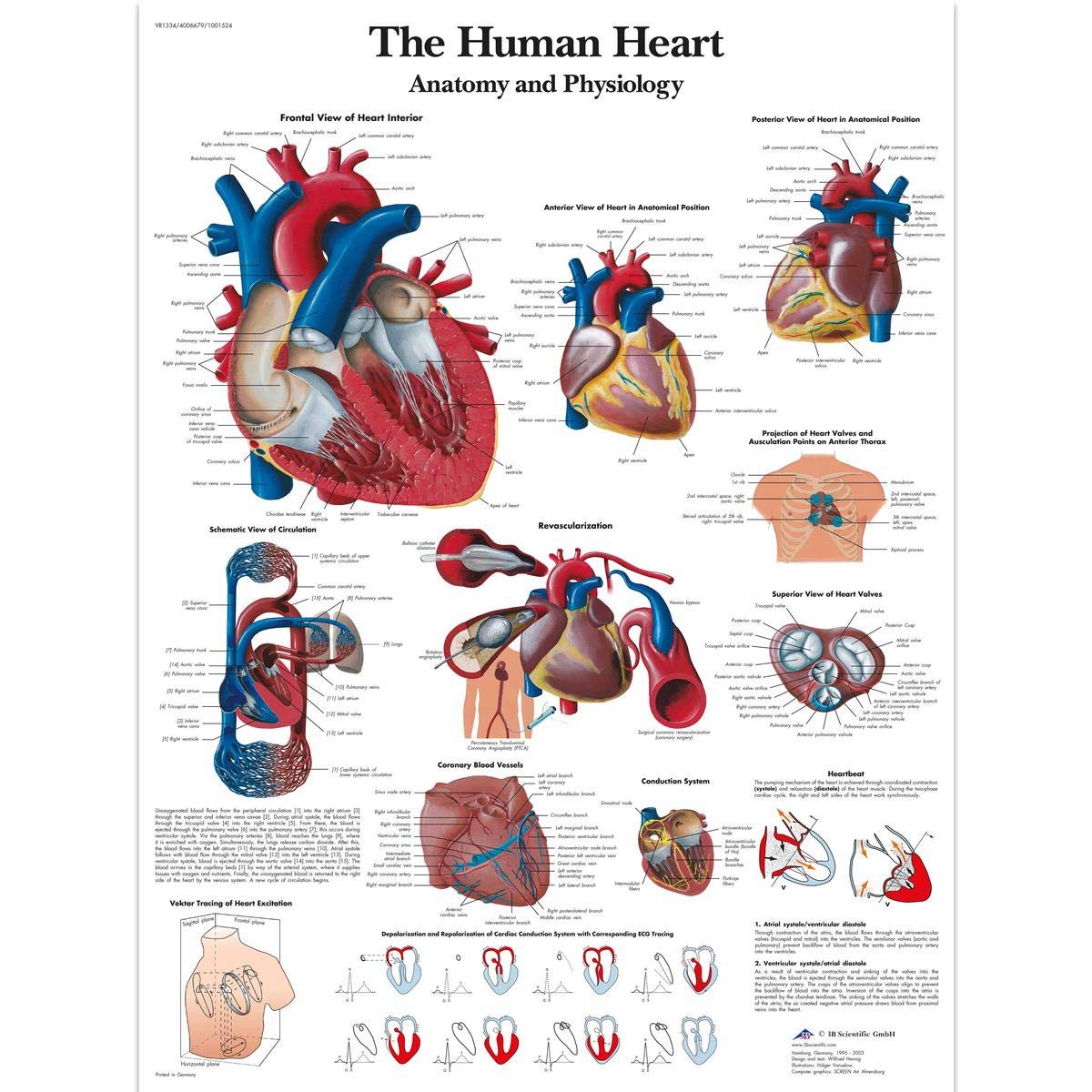 3B Scientific VR1334L Human Anatomy - The Human Heart Chart, Laminated Version
