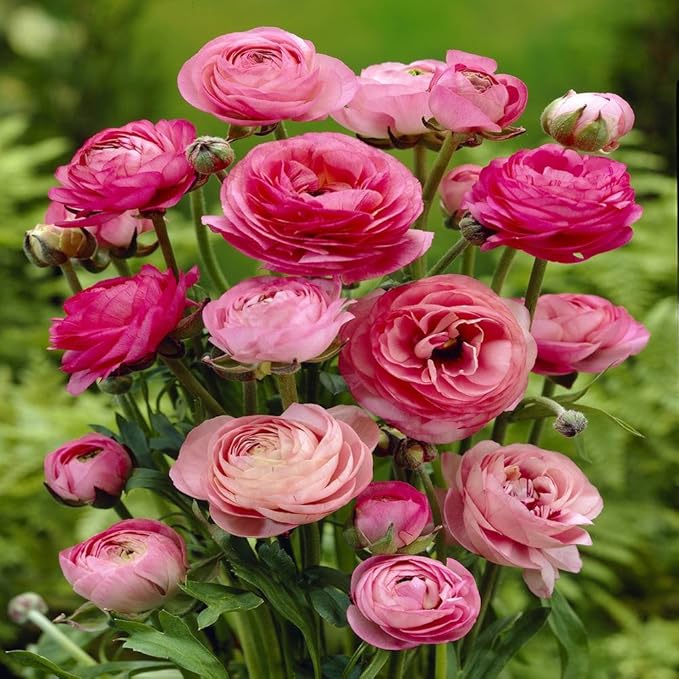 Ranunculus asiaticus Pink 20 flower bulbs Amazon.co.uk Garden