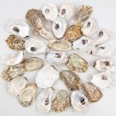 QEQEKAKA 30PCS Flat Small Oyster Shells for Crafts 2"-3" | Natural Oyster Shells for Decoupage, Painting, Home Vase Filler, Xmas Ornaments, Wedding Decor, DIY Arts and Craft Sea Shells