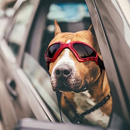 goggles for dogs amazon