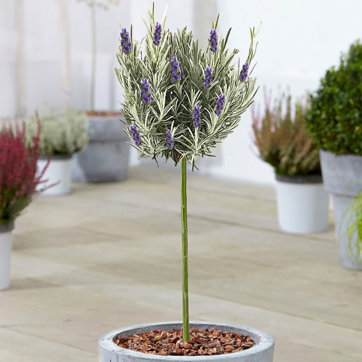 Lavandula Munstead Tree English Lavender Ornamental Trees for Small