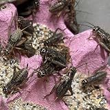 Livefoods4u Large Silent Brown Crickets 15-20mm Approx 50 Tub view 8
