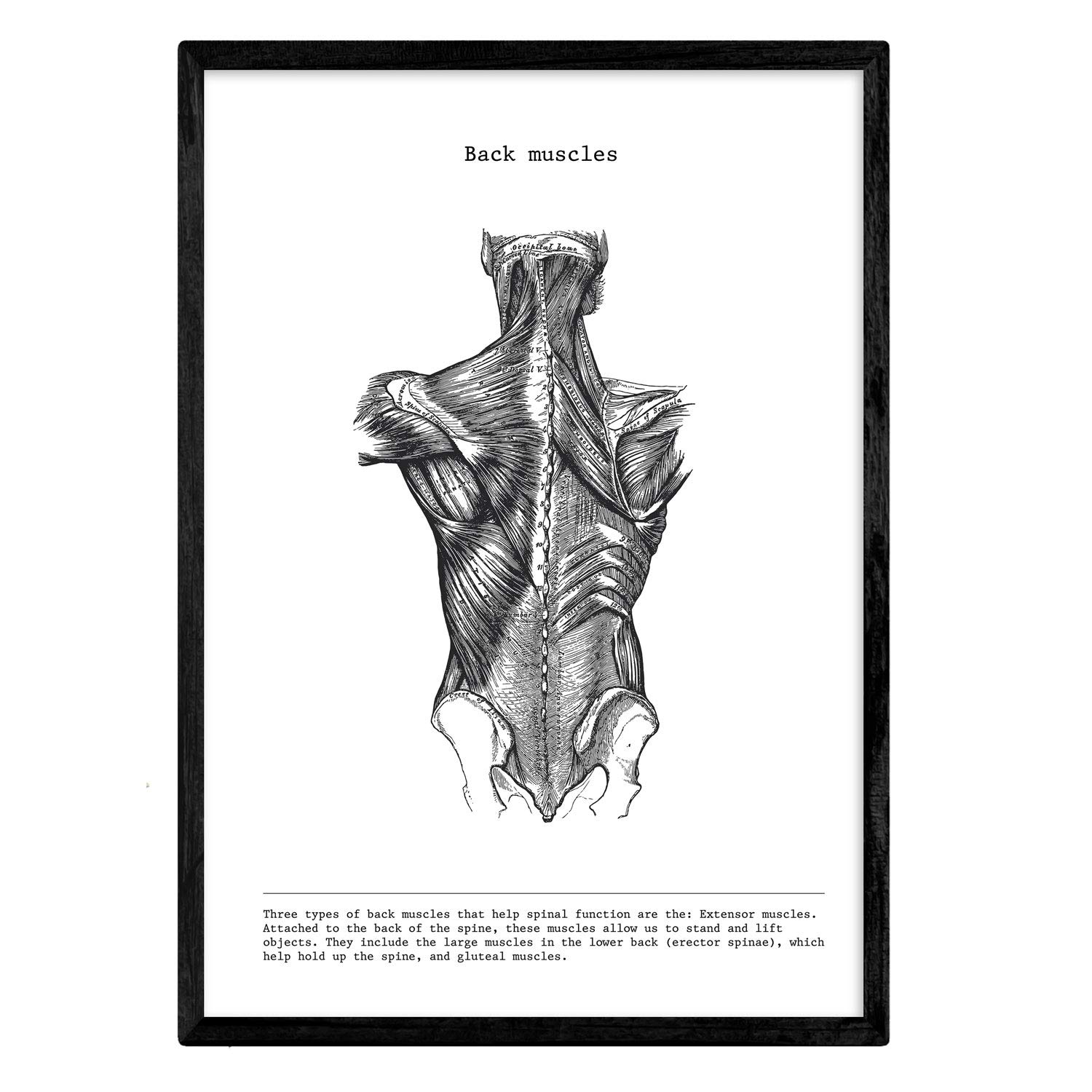 Nacnic Anatomy Poster. Vintage style wall decoration of back muscles and bones. Assorted black and white pictures of human anatomy and body parts. Size A4. — image 1
