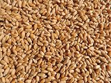 Natures Root Organic Wheatgrass Seeds 250g - Microgreen Sprouts Non GMO view 2