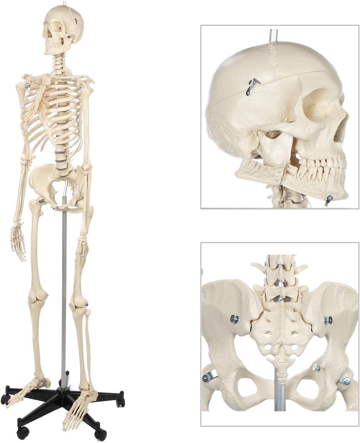 Amazon Com Rudiger Anatomie Female Skeleton Anatomy Model Bundle 206 Bones Removable Skull Hyoid Bone Flexible Joints Stand For Display And Study And 5 Year Warranty Kitchen Dining