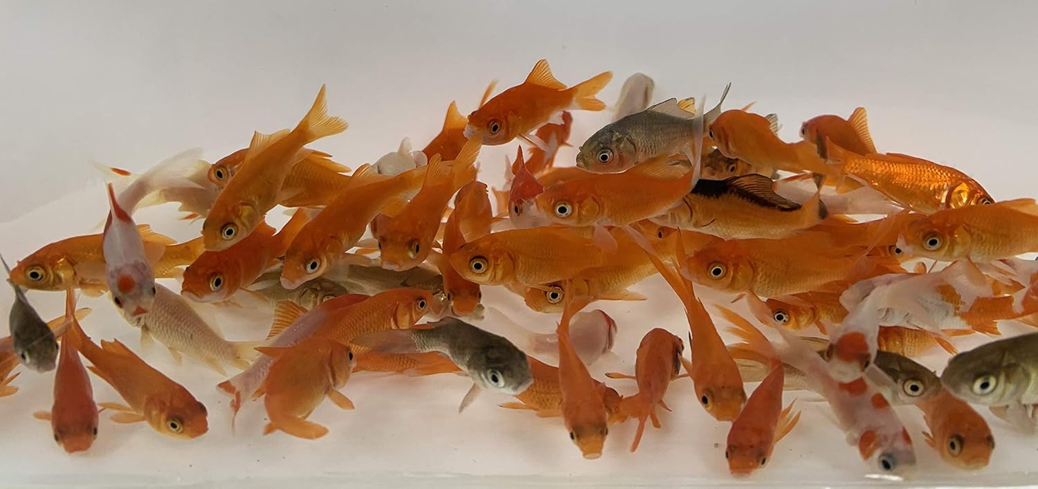 Amazon Com Toledo Goldfish Live Comet Common Feeder Goldfish For