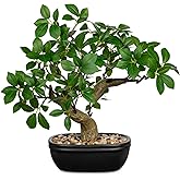 Artificial Bonsai Tree 12.9 Inch Faux Ficus Plant in Ceramic Pot with Pebbles Fake Green Potted Plant for Home Office Desk Decor Indoor Zen Table Centerpiece, Small Artificial Plants for Living Room