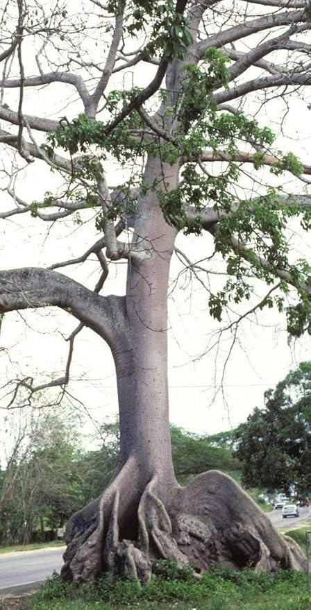 Amazon Com Ceiba Pentandra Kapok Tree Tropical Flowering Wood Cotton Bonsai Seed 10 Seeds Garden Outdoor