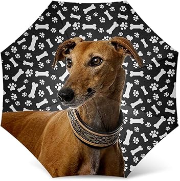 greyhound gifts amazon