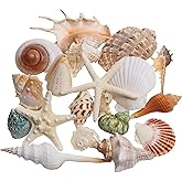 Large Sea Shells 20PCS for Decorating Mixed Beach Seashells Starfish Conch for Beach Party, Table scatters, Home Decor, DIY C