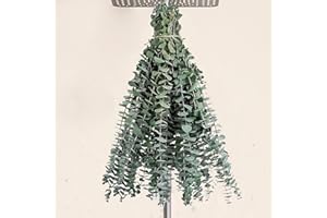 BEEXEED 12Pcs Dried Eucalyptus Stems for Shower 17" Natural Preserved Dried Eucalyptus Shower Plant, Fresh Eucalyptus Branches Leaves Greenery Hanging, Flowers Arrangement, Wedding, Vase Filler, Home Decor