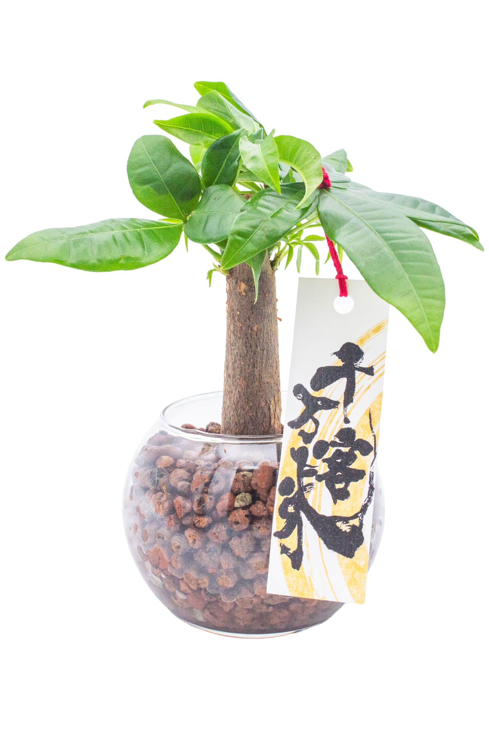 [ miipas ] 開店祝い 観葉植物 パキラ 周年祝い 飲食店 贈り物 オシャレ 創立 創業 金運 祈願 カフェ 美容室 サロン 【 千客万来 札付き 】 開業祝い メッセージ ギフト プレゼント ぱきら商品画像