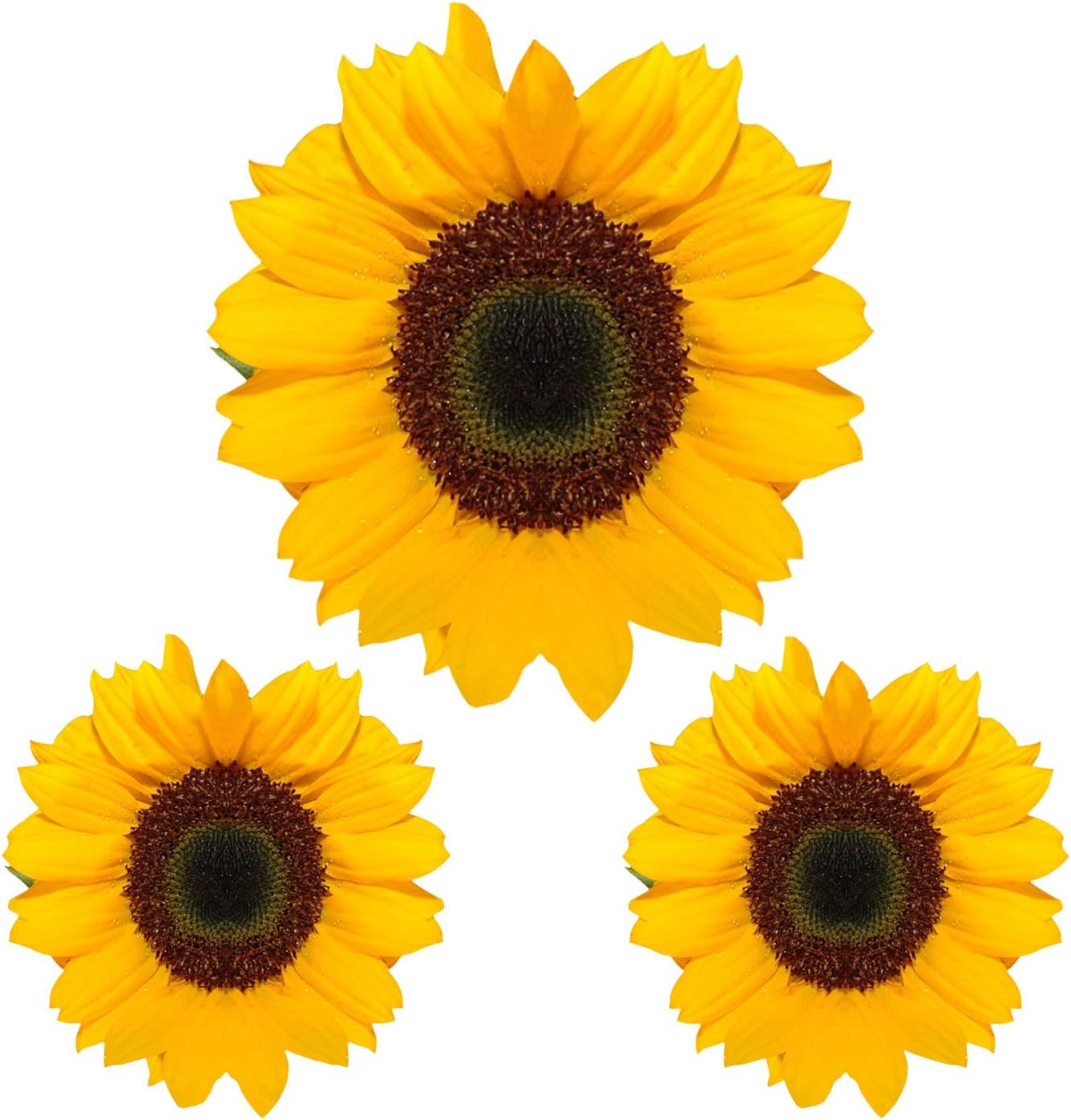 PRO CUT GRAPHICS3 x Sunflowers - Full Colour Printed Image - Wall Art Vinyl Decal Stickers - Wheelie Bins Fridge Van Car Laptop Window Glass