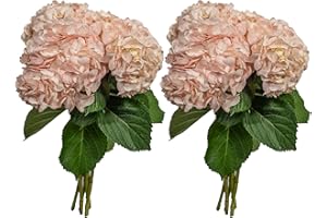 KaBloom PRIME NEXT DAY DELIVERY - Fall Collection - 10 Super Select Hydrangeas (10 light pink). Gift for Birthday, Sympathy, Anniversary, Get Well, Thank You, Valentine, Mother’s Day Fresh Flowers