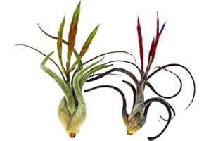 ragnaroc Air Plants - Flowering Tillandsia Caput Medusae, Large 5-7" - 2ct - Live Arrival Guaranteed - House Plants for Home 