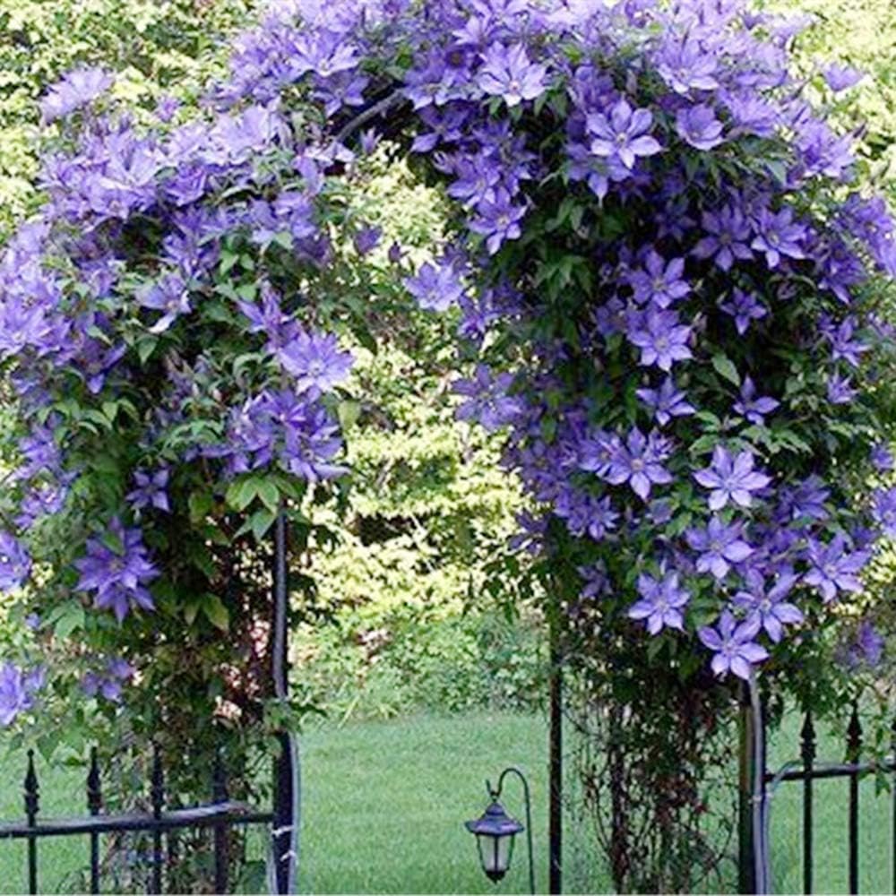 50pcs Rare Climbing Plants Jasmine Seeds Bonsai Amazing Smell & Beautiful Flowers Seeds Perennial Plant Decorated Home Garden