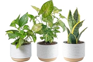 Costa Farms Plant Clean Air, 4-Pack O2 for You Live Houseplant Collection 4-Inch Grower Pot Assorted Foliage