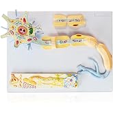 Merinden Neuron Anatomy Model, 2 Parts 3000X Enlarged Nerve Cell Model | Includes Axon Hillock Dendrites Cell for Medical Teaching and Training Classroom Learning