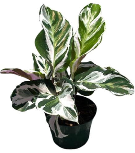 bonsai olivenbaum kaufen Olivenbaum knorriger Bonsai 100 Jahre – toskanagartenshop