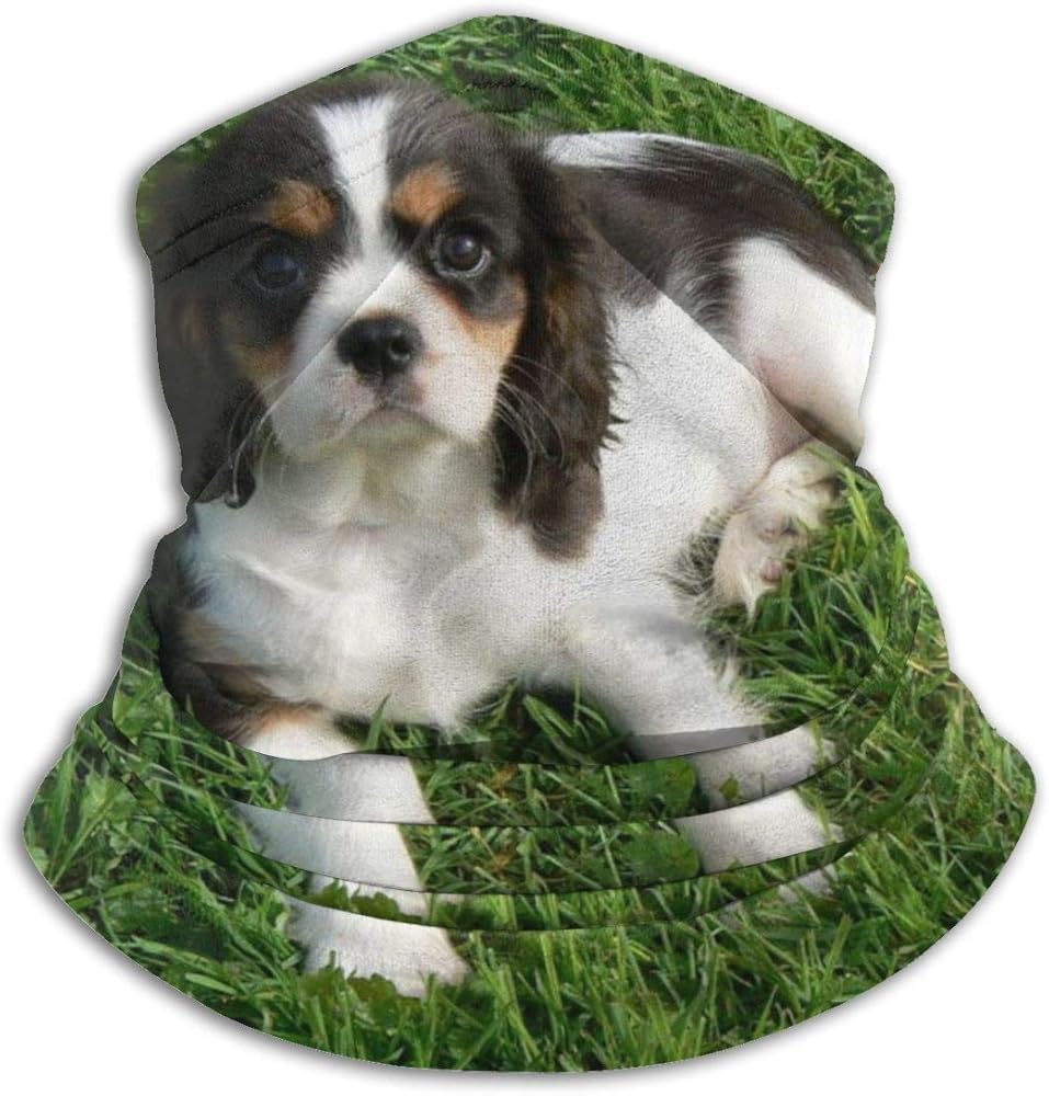cavalier king charles spaniel neck size