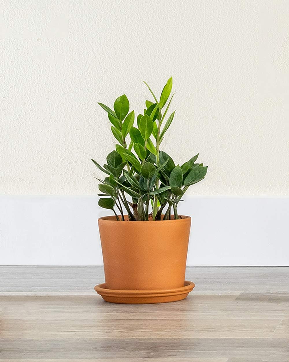 Amazon Com Plantvine Zamioculcas Zamiifolia Zz Plant Zanzibar Gem Extra Large 12 14 Inch Pot 7 Gallon Live Indoor Plant Garden Outdoor Amazon Com Plantvine Zamioculcas Zamiifolia Zz Plant Zanzibar Gem Extra Large 12 14 Inch Pot 7 Gallon Live Indoor Plant Garden Outdoor