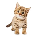 Cat Sounds