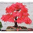 20+ Red Japanese Maple Tree Seeds Bonsai Acer palmatum Small Leaf
