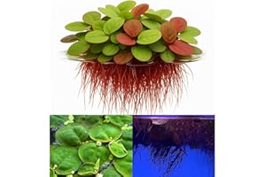 AWESOME AQUATIC 10 Plus Red Root Floater Plants Phyllanthus fluitans Floating Pond Plant Live Aquarium Floating Plants Create Shade and Hiding for Your Fish and Other inhabitants