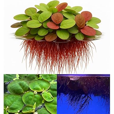 duckweed aquarium plant Lemna Minor (Duck Weed) – Sydney Aquascapes main image 1