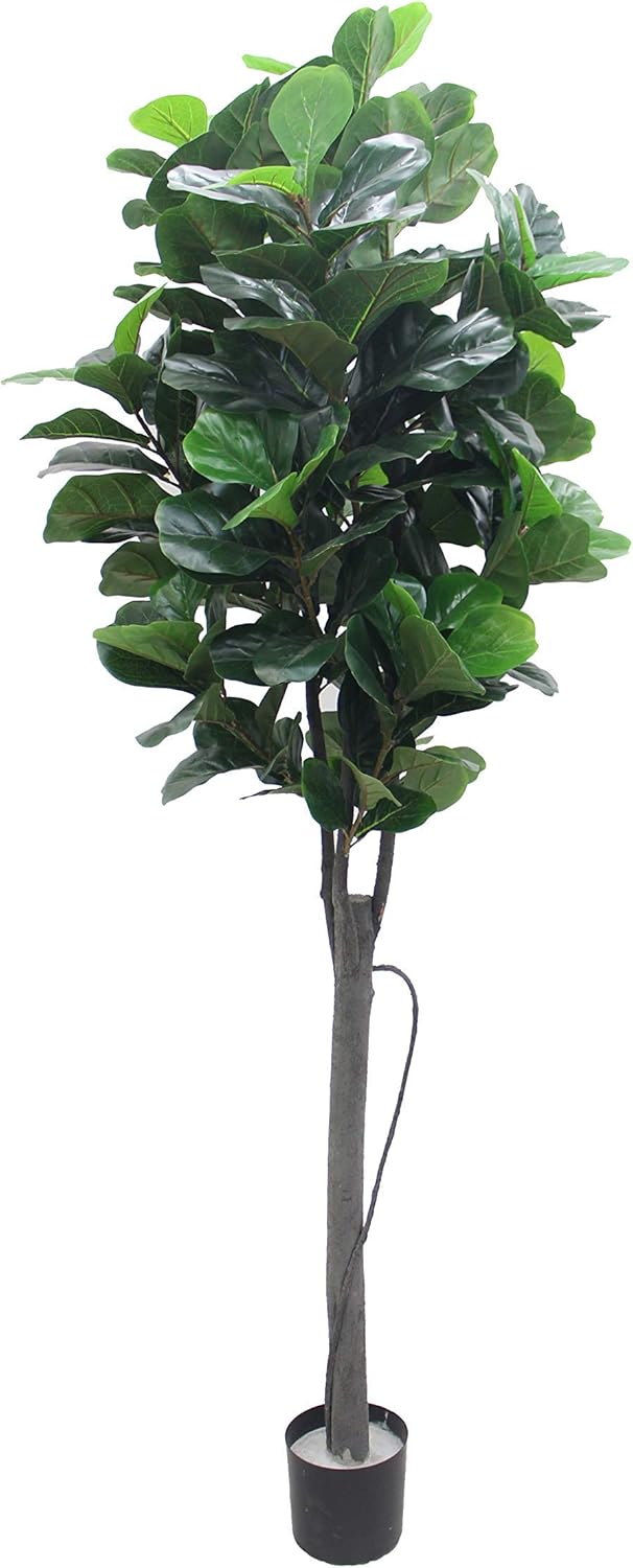 AMERIQUE 8 Feet Massive and Dense Fiddle Leaf Fig Tree