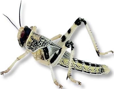 Livefood UK 50 Live Locusts Large 30-40mm in 2 x 25 tubs