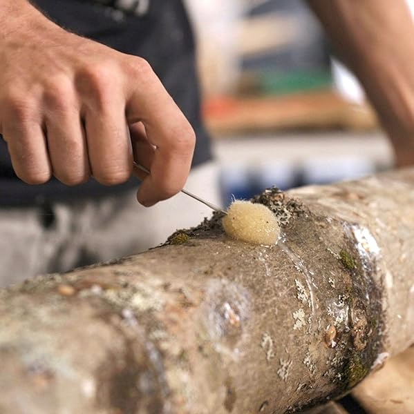 NORTH SPORE ORGANIC SNOW OYSTER (100 CT) MUSHROOM PLUGS FOR LOGS | PREMIUM QUALITY MUSHROOM PLUG SPAWN | HANDMADE IN MAINE, USA | GROW GOURMET MUSHROOMS OUTDOORS ON LOGS