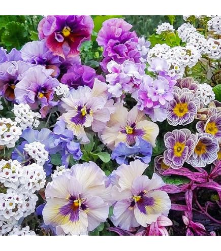 thumbnail image 2 of Viola Cornuta Blue Perfection Seeds – Perennial Flower Seeds, Fresh, USA Grown, Blue Blooms 2 of 5