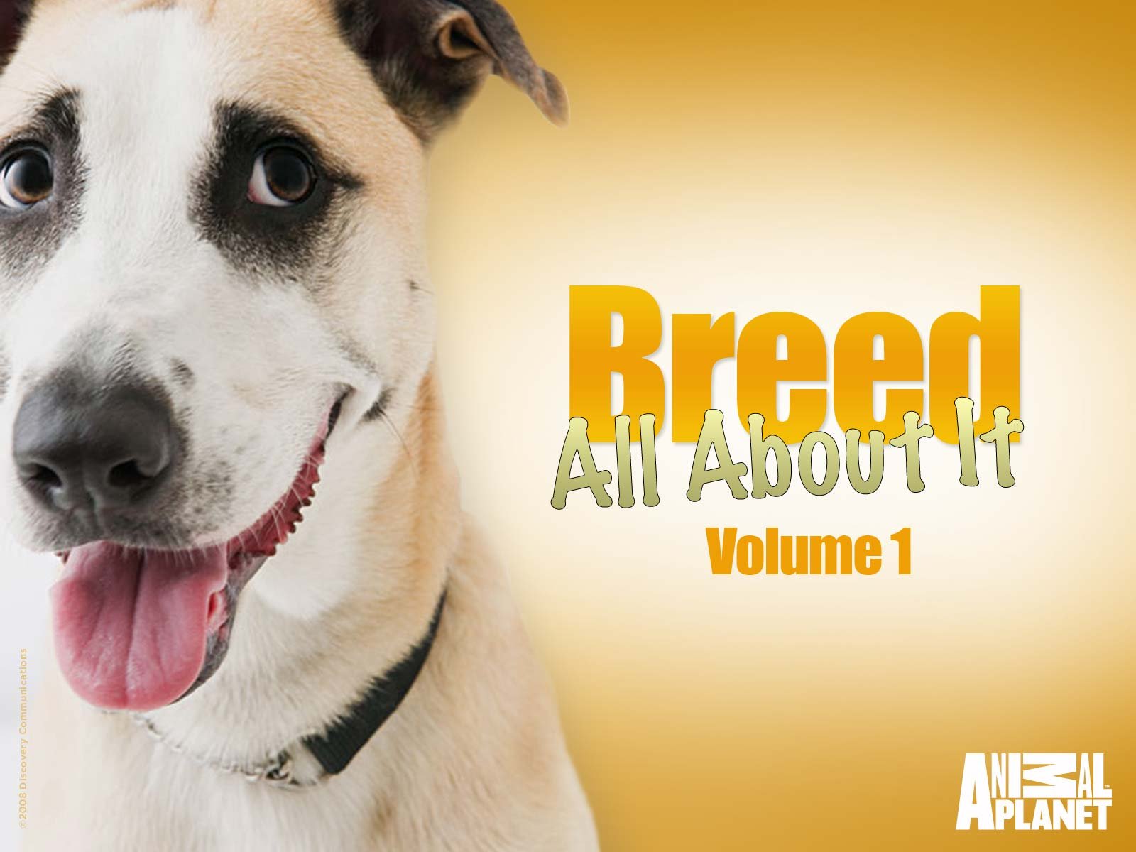 cutest hypoallergenic dog breeds