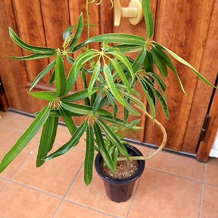 Amazon シェフレラ アンガスティフォーリア 観葉植物7号プラスチック鉢 品種で選べる観葉植物 リビングやオフィス向きサイズ 1個売り シェフレラ アンガスティフォリアはフィリピンが原産のシェフレラの仲間で カポックなどと比べると葉が細長いのが特徴です 性質