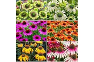 300+ Mix Echinacea ConeFlower Seeds for Planting, Non-GMO Heirloom, Colored Blooms, Garden Outdoor