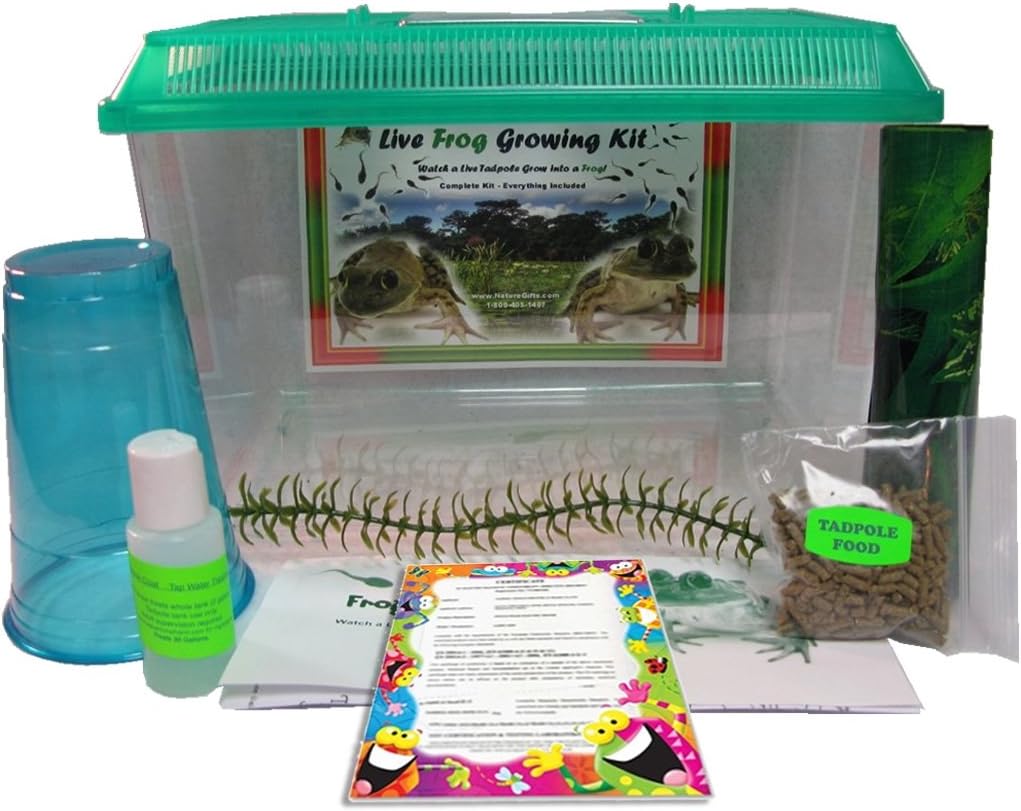 Live Frog Growing Kit 2 Tadpoles Free Mail In Certificate For Tadpoles Later By Nature Gift Store Amazon Co Uk Toys Games