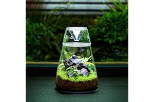 TREELF Glass Plant Terrarium with Lid 6.3"X7.9" Inches Succulent Air Planter Fern Moss Micro-Landscape Vase for Home Office Tabletop Decoration Container Indoor Wardian Copyright Patent
