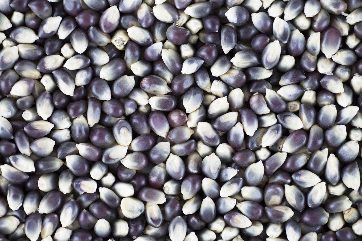Homely 30 Pcs Shaman's Blue Popcorn Seeds Heirloom South American Variety Non GMO Bonsai Seeds