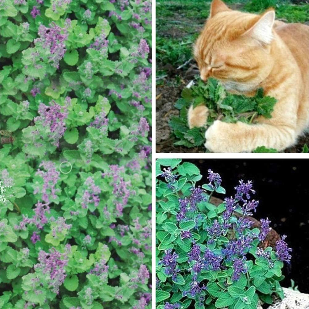 little finger Nepeta Cataria Seeds 50Pcs Nepeta Cataria