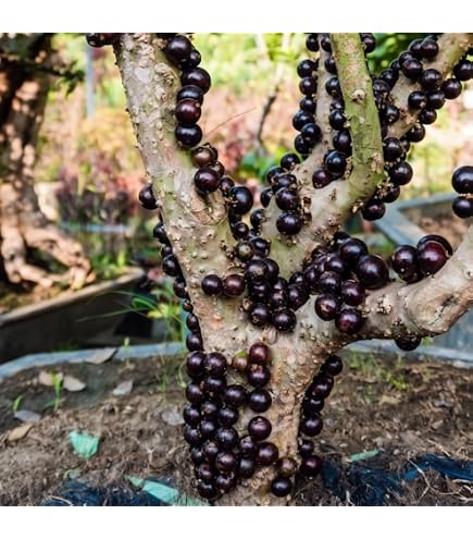 Amazon.com : Yellow Jaboticaba Cabelluda Myrciaria Glazioviana