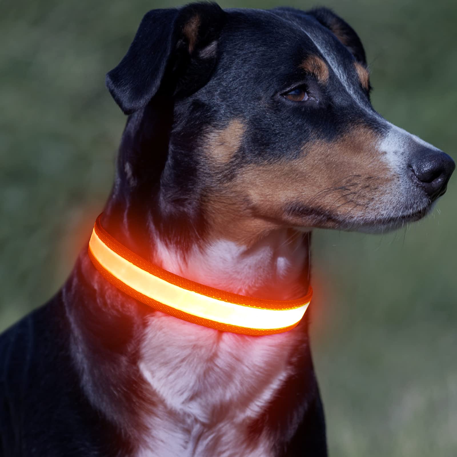 Photo 1 of Vizpet LED Dog Collar, Light Up Dog Collar Adjustable USB Rechargeable Super Bright Safety Light Glowing Collars for Small Dogs(Small,Orange)