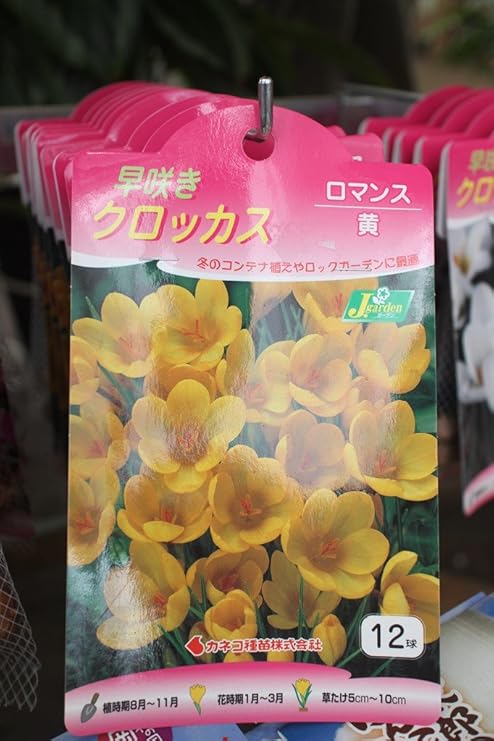 Amazon 秋植え球根 早咲きクロッカス12球入り ロマンス 黄 2袋セット 送料込 球根