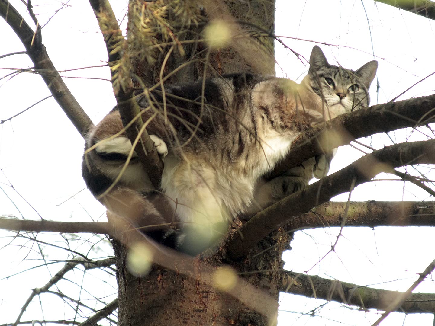 Watch Treetop Cat Rescue Season 1 Prime Video