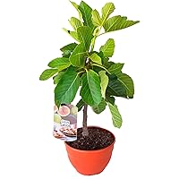 Amazon.es Los más vendidos: Los productos más populares en Frutales