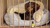 RESCUE Pet Dropper 10ml Calming Drops for Dogs & Cats | Flower Essences view 9