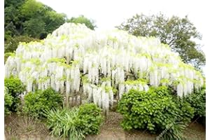 PEAVYTAILOR 12 White Wisteria Seed Climbing Silky Flowering Vine Plants