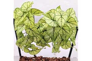 KERUIDENG Reptile Plants for Terrarium Decor, Amphibian Habitat Decor, Reptile Tank Accessories, Artificial Hanging Plants with Suction Cup-2 Packs (Green Arrowhead)