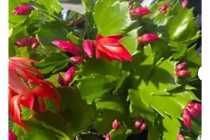 SUCCULENT ADDICTION 2" True Red Christmas Cactus Live Plant. (True Red)