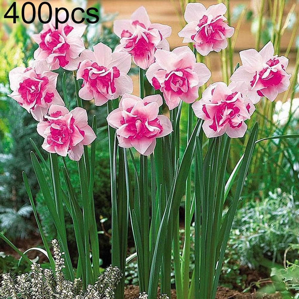 wAddhFC Wild Flower Seed Mix Annual & Perennials Plant 400Pcs Pink Daffodil Seeds Garden Flower Bonsai Plant Office Home Floral Decor - Daffodil Seeds